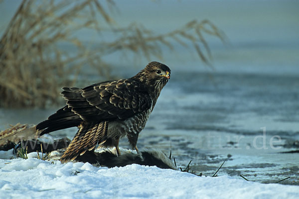 Mäusebussard (Buteo buteo)