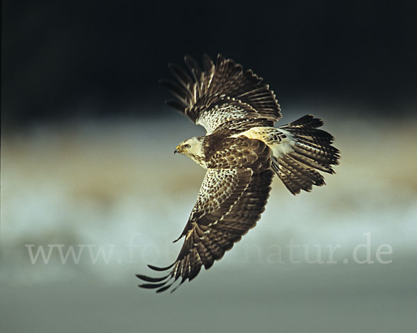 Mäusebussard (Buteo buteo)