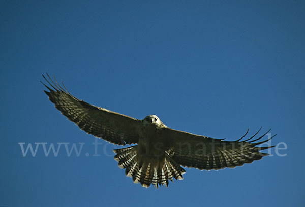 Mäusebussard (Buteo buteo)