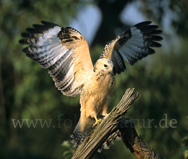 Mäusebussard (Buteo buteo)