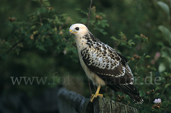 Mäusebussard (Buteo buteo)