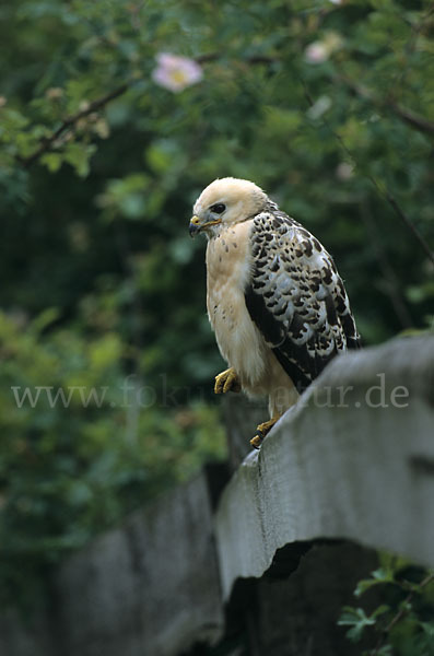 Mäusebussard (Buteo buteo)