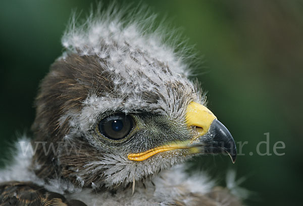 Mäusebussard (Buteo buteo)