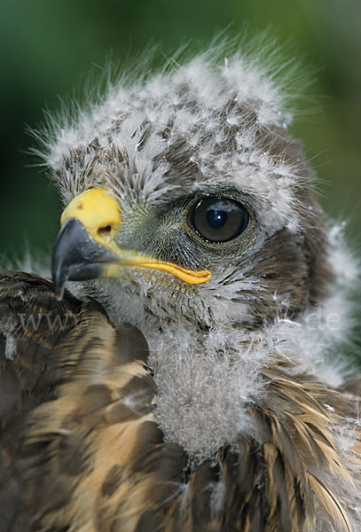 Mäusebussard (Buteo buteo)