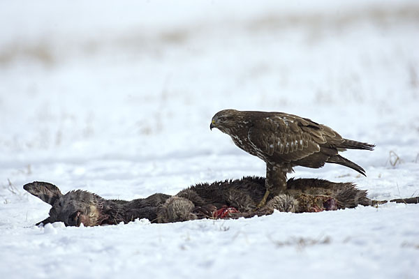 Mäusebussard (Buteo buteo)