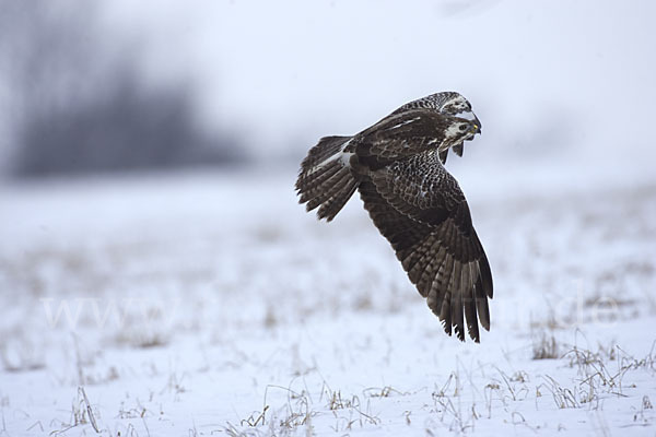 Mäusebussard (Buteo buteo)