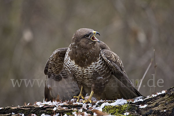 Mäusebussard (Buteo buteo)