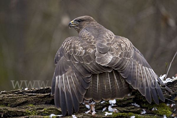 Mäusebussard (Buteo buteo)