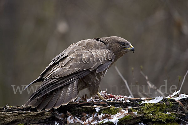 Mäusebussard (Buteo buteo)