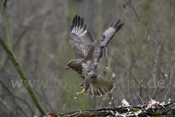 Mäusebussard (Buteo buteo)