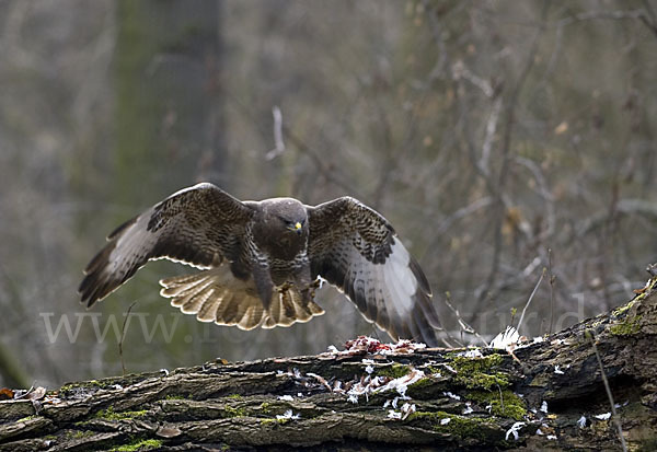 Mäusebussard (Buteo buteo)