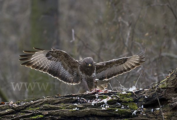 Mäusebussard (Buteo buteo)