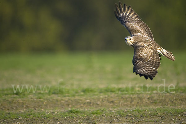 Mäusebussard (Buteo buteo)