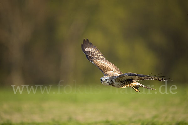 Mäusebussard (Buteo buteo)