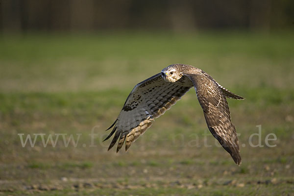 Mäusebussard (Buteo buteo)