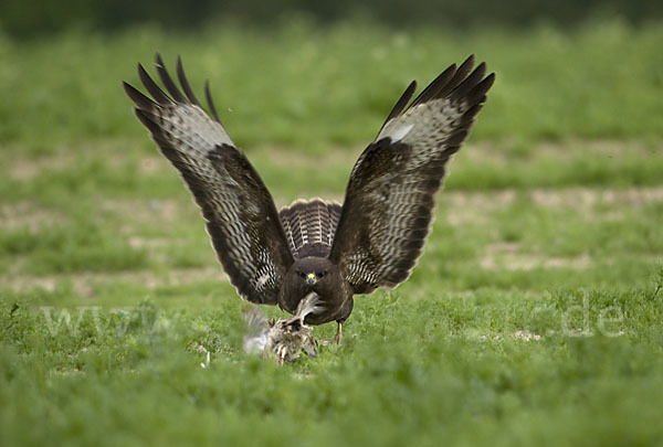 Mäusebussard (Buteo buteo)