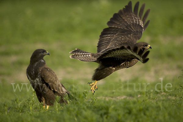 Mäusebussard (Buteo buteo)