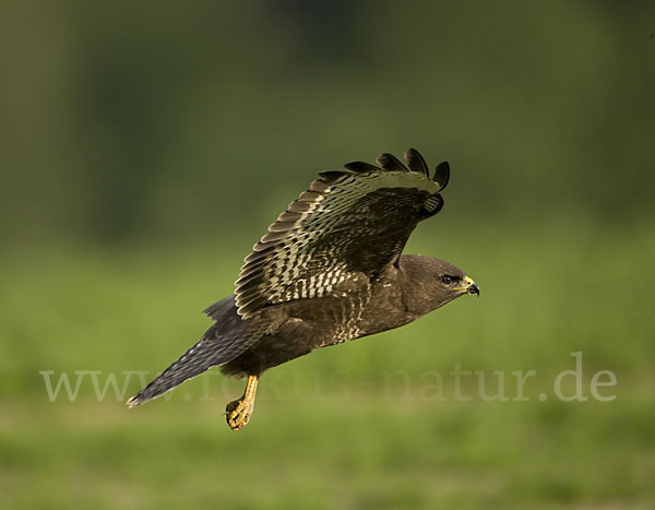 Mäusebussard (Buteo buteo)