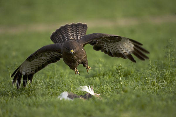 Mäusebussard (Buteo buteo)