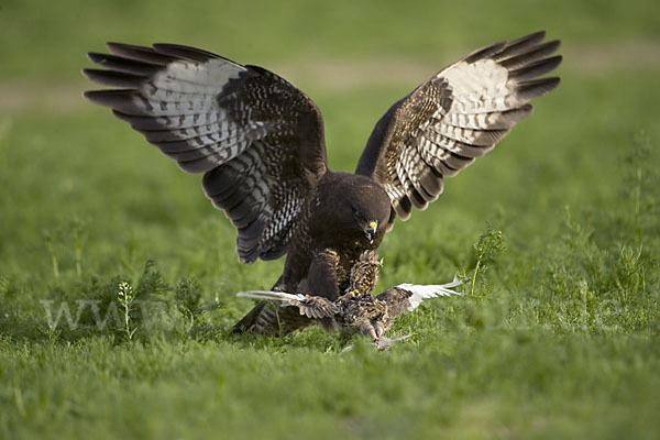 Mäusebussard (Buteo buteo)