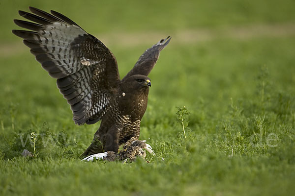 Mäusebussard (Buteo buteo)