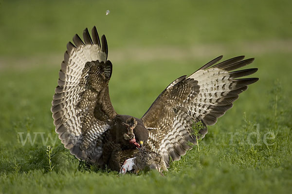 Mäusebussard (Buteo buteo)