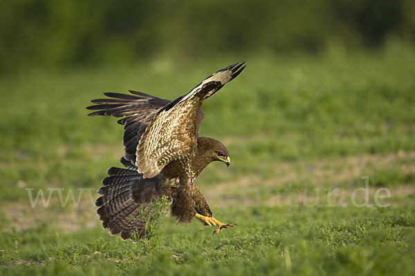 Mäusebussard (Buteo buteo)