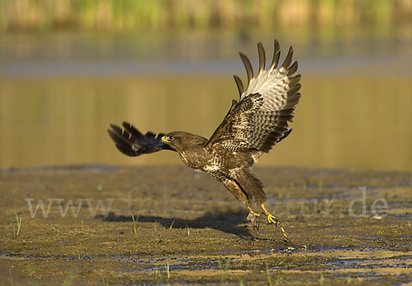 Mäusebussard (Buteo buteo)