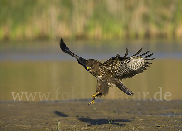 Mäusebussard (Buteo buteo)