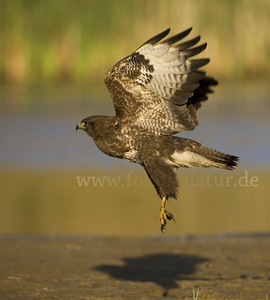 Mäusebussard (Buteo buteo)