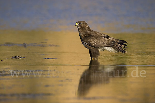 Mäusebussard (Buteo buteo)