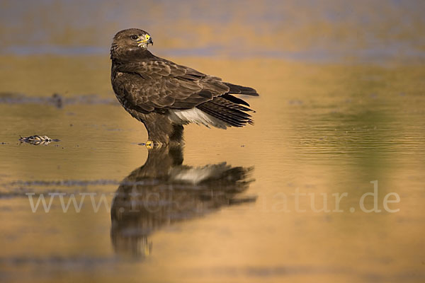 Mäusebussard (Buteo buteo)