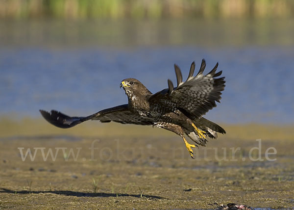 Mäusebussard (Buteo buteo)