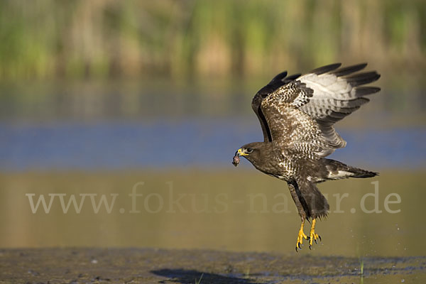 Mäusebussard (Buteo buteo)