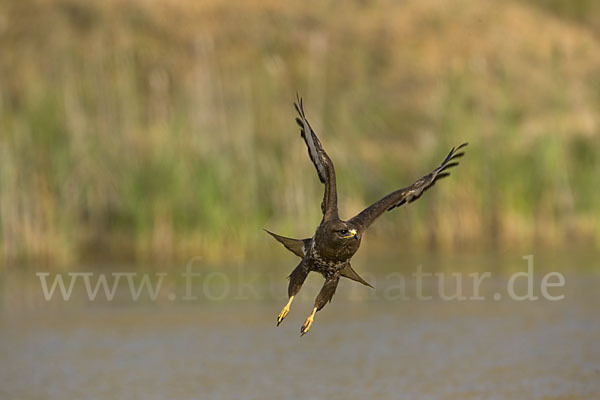 Mäusebussard (Buteo buteo)