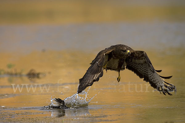 Mäusebussard (Buteo buteo)