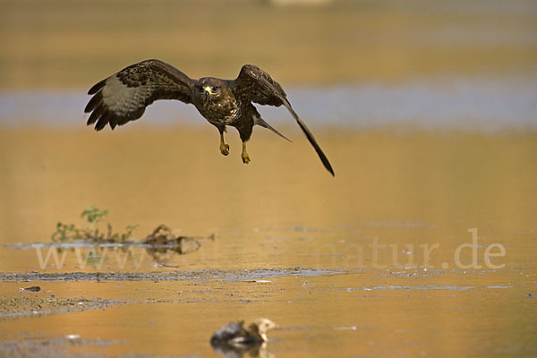 Mäusebussard (Buteo buteo)