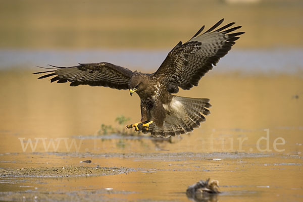 Mäusebussard (Buteo buteo)