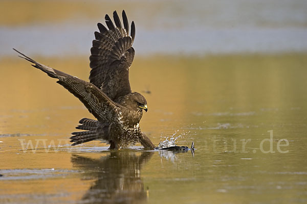 Mäusebussard (Buteo buteo)