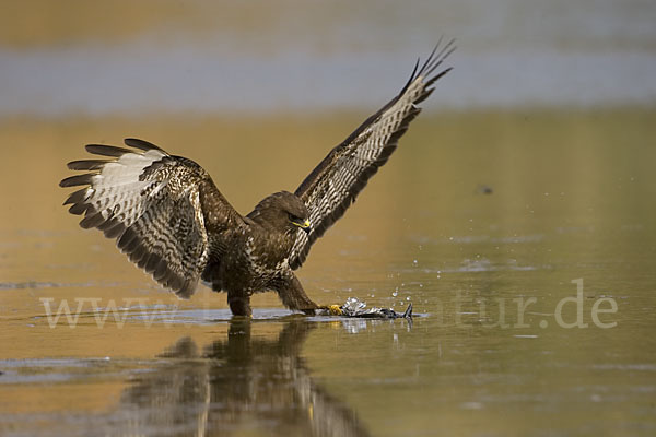 Mäusebussard (Buteo buteo)