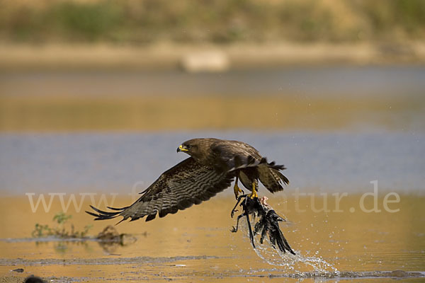 Mäusebussard (Buteo buteo)