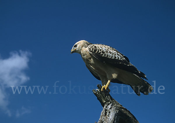 Mäusebussard (Buteo buteo)