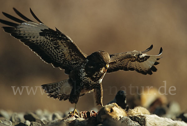 Mäusebussard (Buteo buteo)