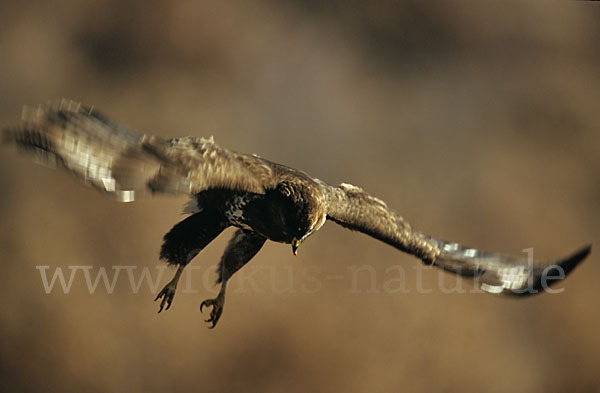 Mäusebussard (Buteo buteo)