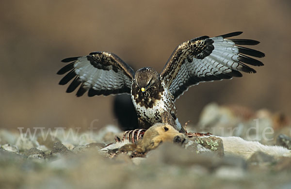 Mäusebussard (Buteo buteo)