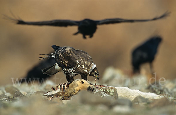 Mäusebussard (Buteo buteo)