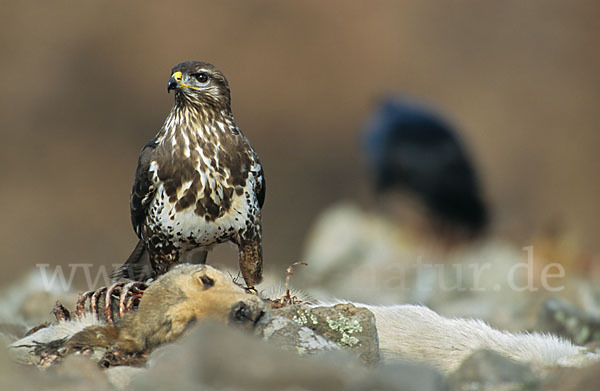 Mäusebussard (Buteo buteo)