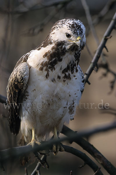 Mäusebussard (Buteo buteo)