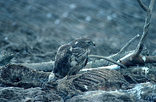 Mäusebussard (Buteo buteo)