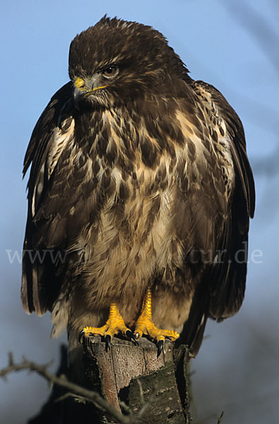 Mäusebussard (Buteo buteo)